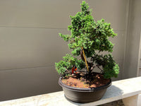 Garden Juniper - Procumbens Nana sample