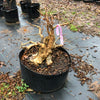 Crepemyrtle varieties Bonsai Tree