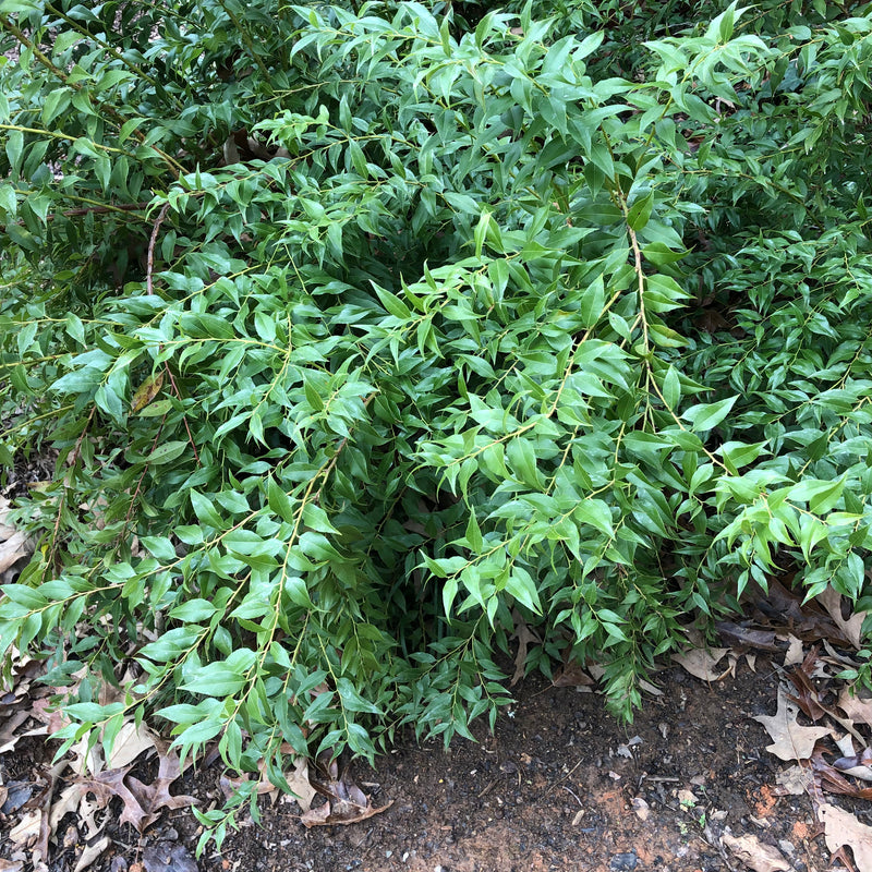 Agarista Bonsai Tree - Florida Leucothoe