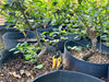 Japanese Apricot Bonsai Tree