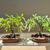 Sweetspire Bonsai Tree IT-06