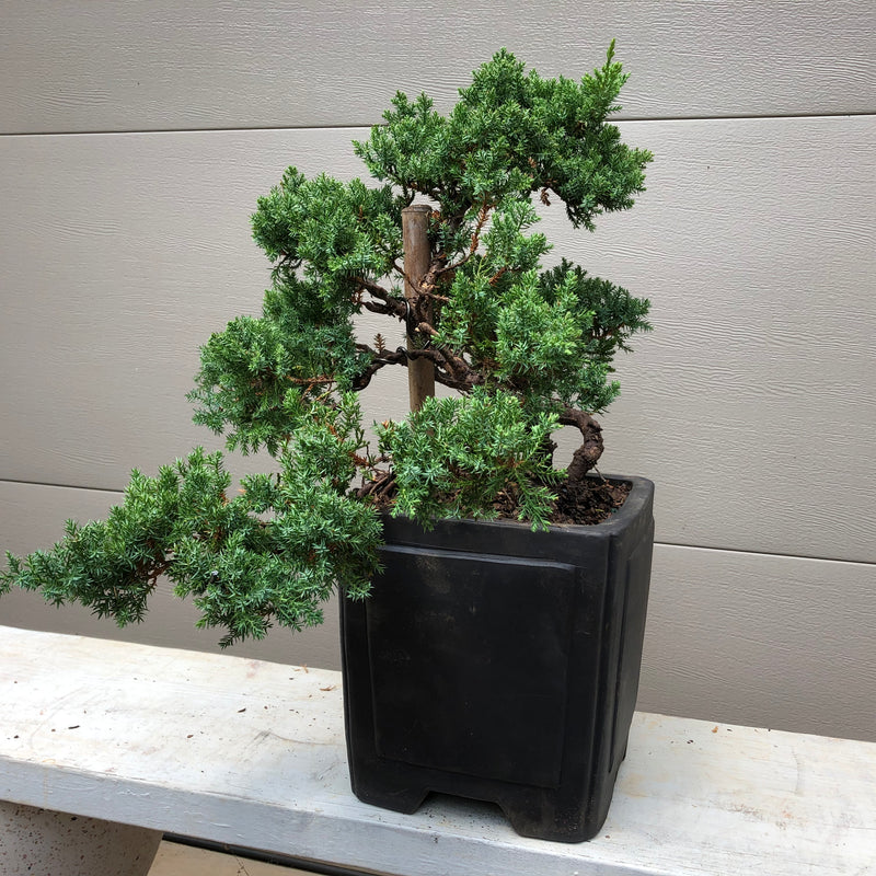 Garden Juniper - Procumbens Nana sample