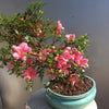 Satsuki Chinzan Azalea Bonsai