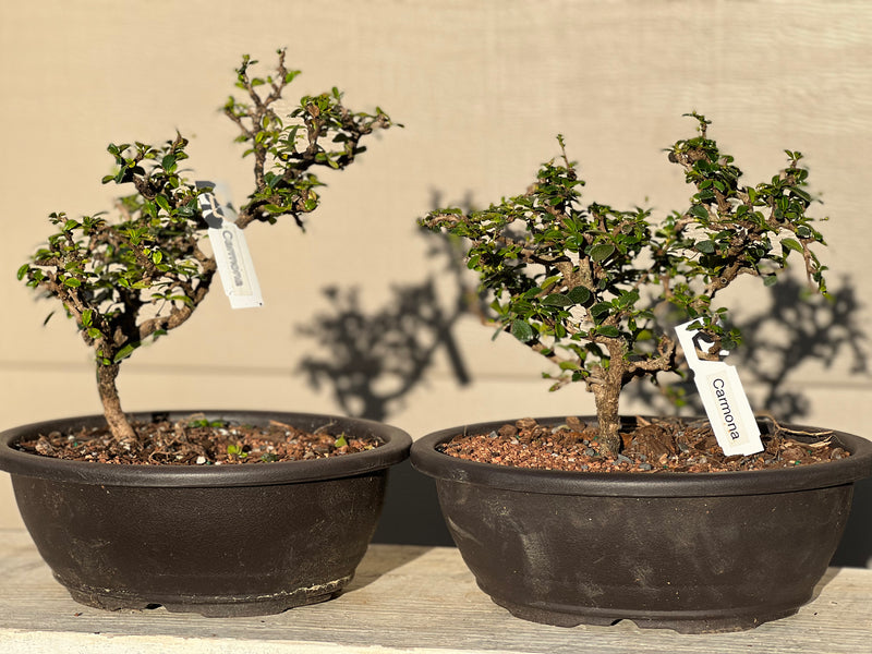 Fukien Tea Bonsai