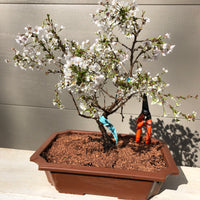 Fuji Cherry 3 gal size -Prunus incisa 'Kojo no-mai'