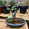 Thorny Eleagnus Bonsai Tree 2