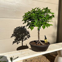 Zelkova Bonsai 8, 9 or 13