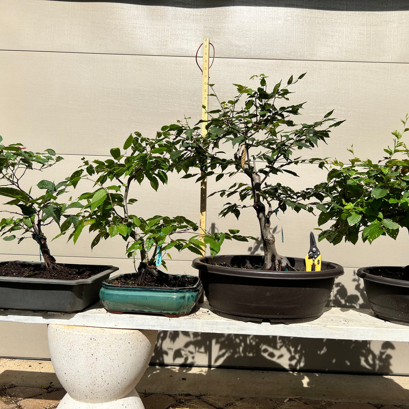 European Hornbeam - Carpinus betulus - Bonsai Tree