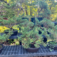 Shimpaku Juniper Bonsai