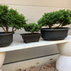 Kingsville Dwarf Boxwood Bonsai