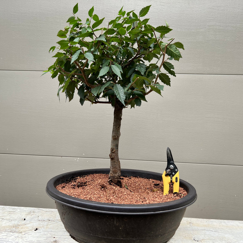 Japanese Zelkova #2 Bonsai Tree