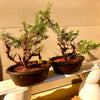 Juniper Bonsai