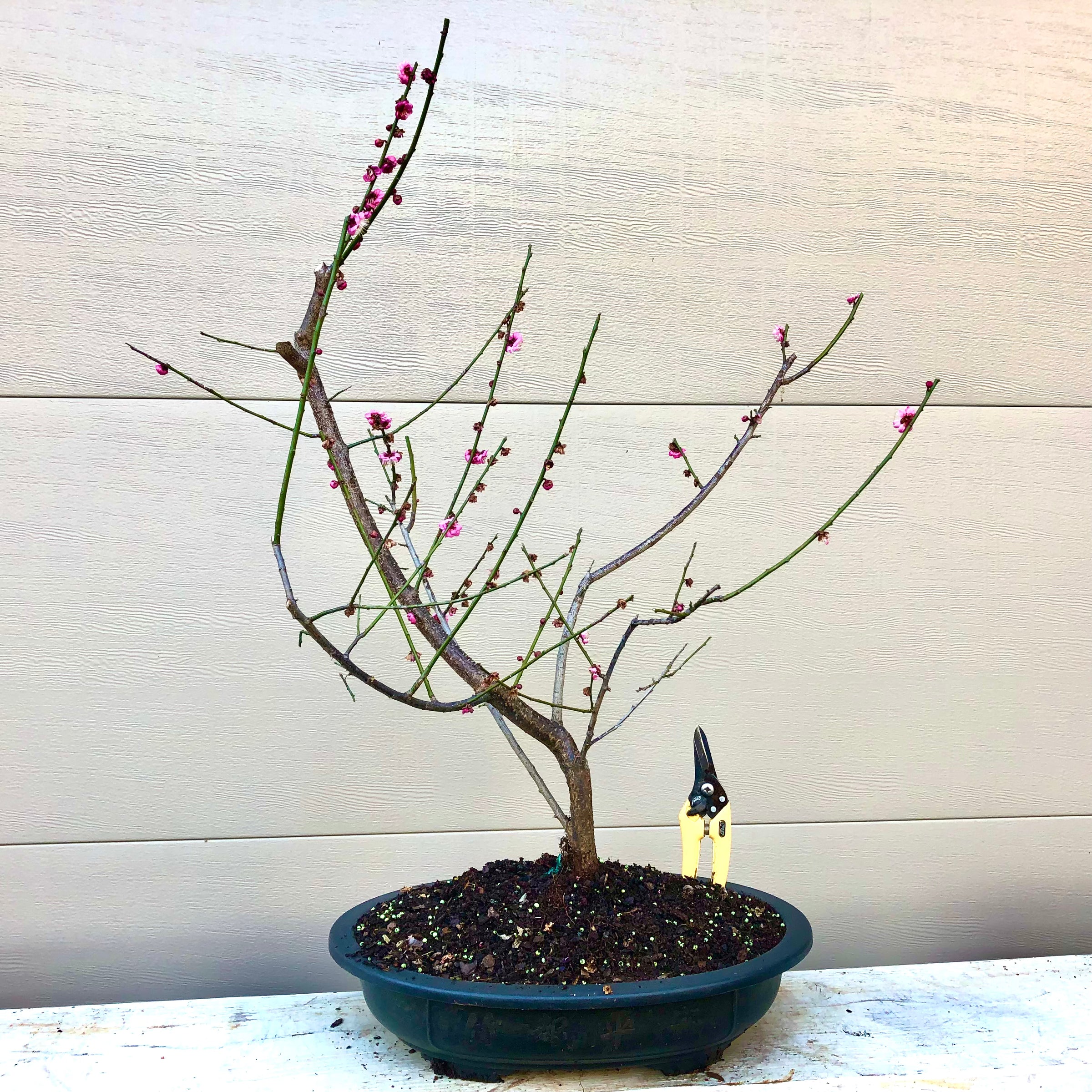 japanese plum tree bonsai Ume Japanese Apricot-Japanese Plum Bonsai 18 – Bella Bonsai Nursery