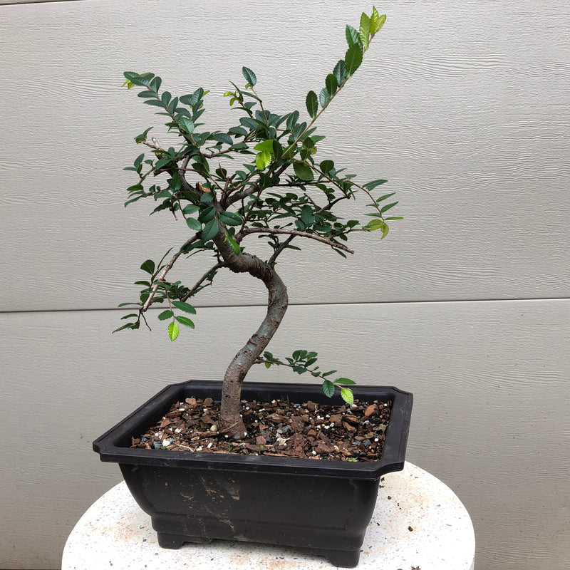 Chinese Elm Bonsai