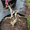 Crepemyrtle varieties Bonsai Tree