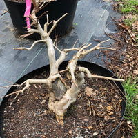 Crepemyrtle varieties Bonsai Tree