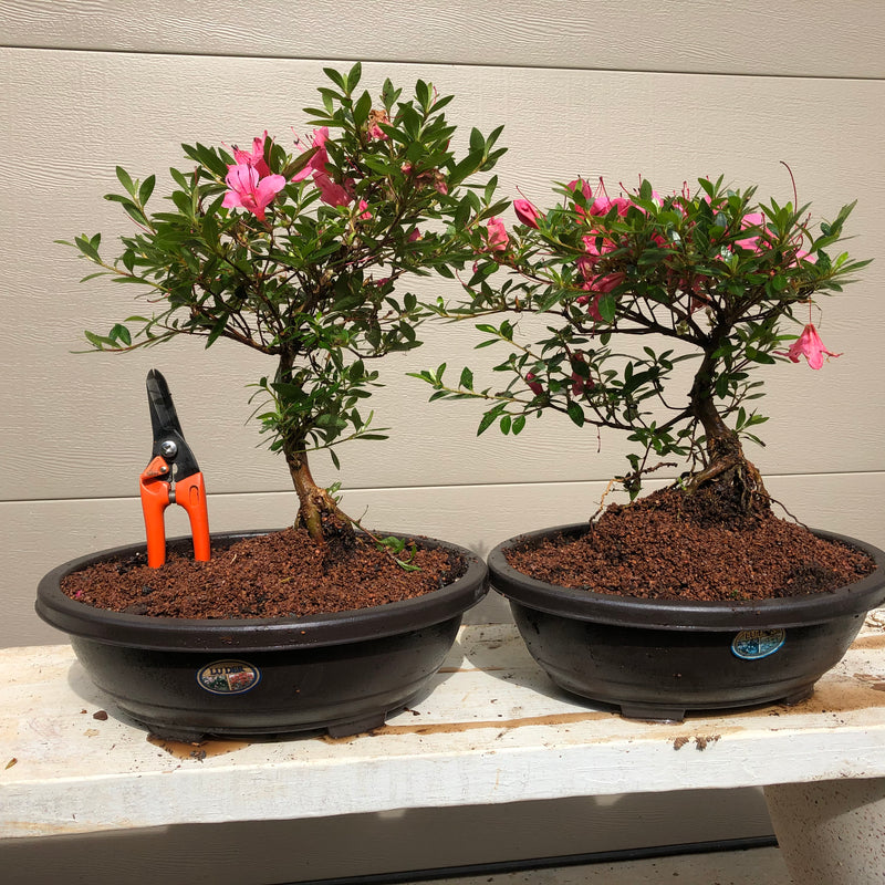 Azalea Satsuki 'Chinzan' Bonsai Tree