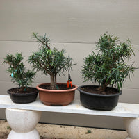 Chinese Maki Podocarpus Bonsai Tree