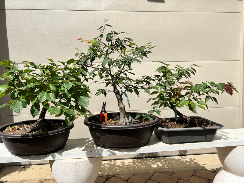 Farges Hornbeam Bonsai Tree