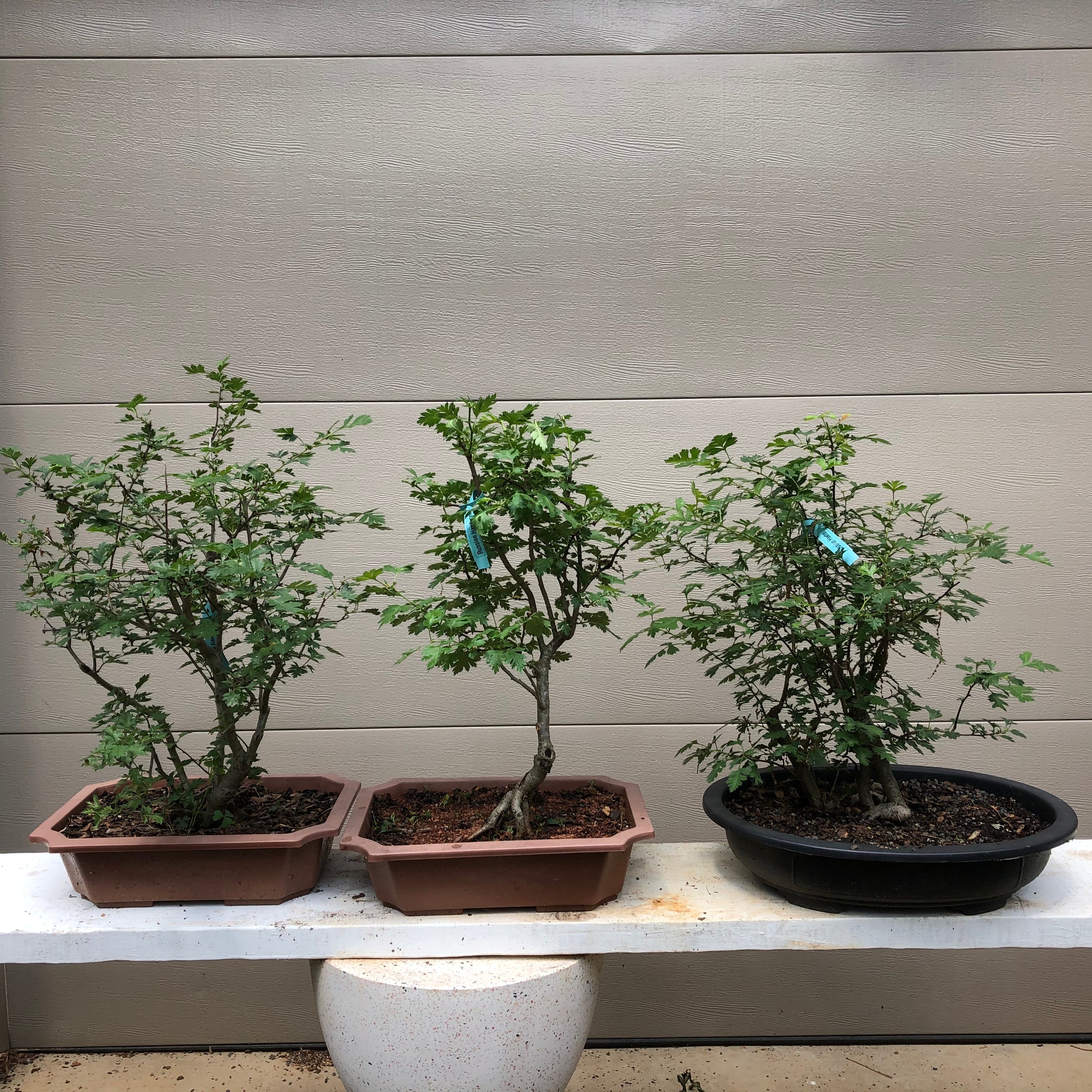 hawthorn tree bonsai Russian Hawthorn Bonsai Tree – Bella Bonsai Nursery