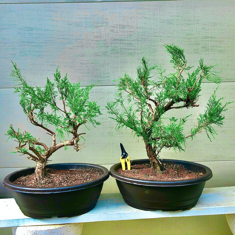 Sea  Green Juniper Bonsai Tree