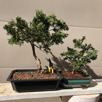 Chamaecyparis obtusa 'Hinoki' - Falsecypress