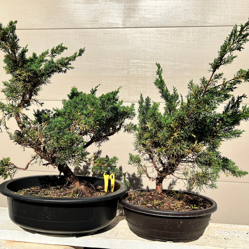 Shimpaku Juniper Bonsai