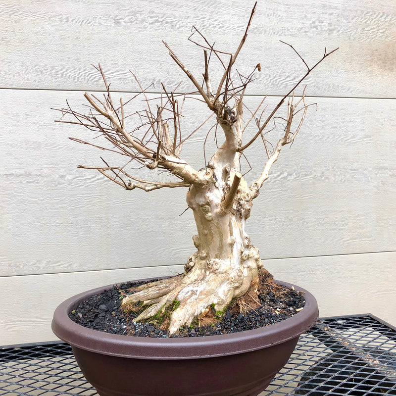 Crepemyrtle varieties Bonsai Tree