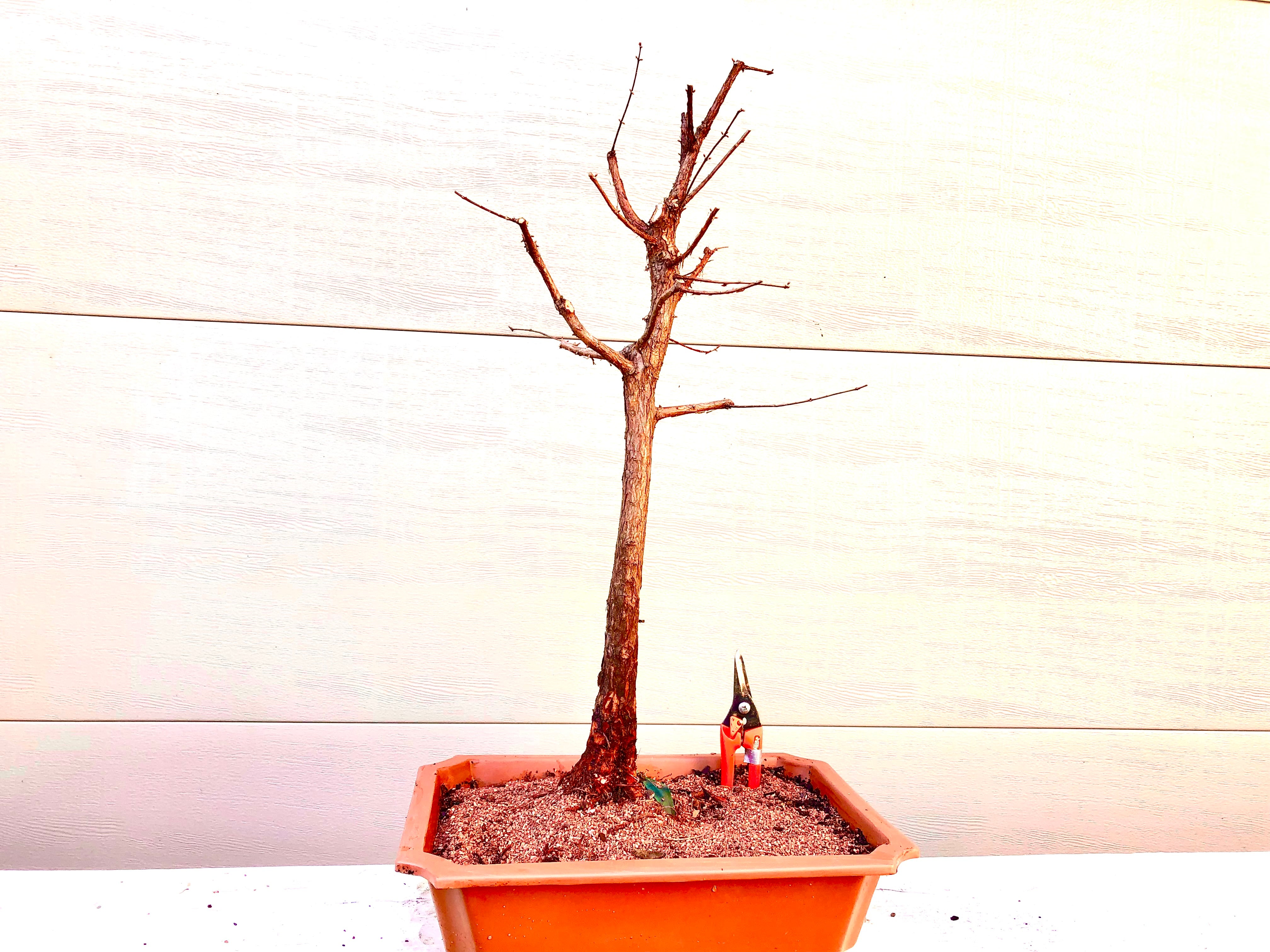 Dawn Redwood Bonsai Twin Trunk - Bella Bonsai Nursery