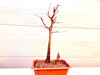 Dawn Redwood Bonsai Twin Trunk