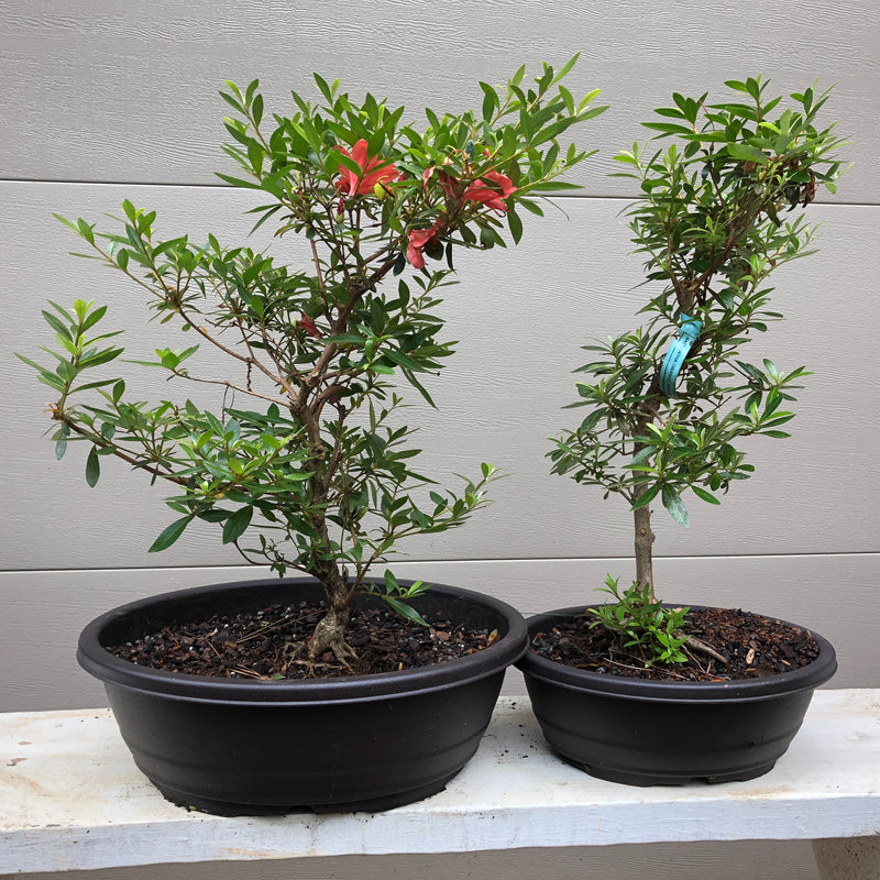 Azalea Satsuki 'Macrantha' Bonsai Tree