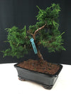 Shimpaku Juniper Bonsai