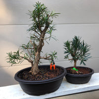 Dwarf Chinese Podocarpus Bonsai Tree