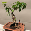 Seven Son Flower Bonsai Tree