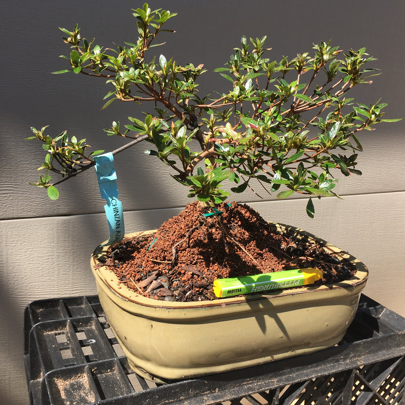 Azalea Satsuki 'Chinzan' Bonsai Tree