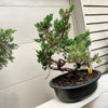 Shimpaku Juniper Bonsai