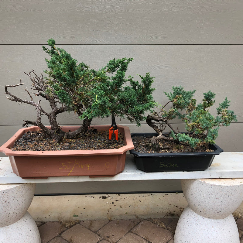 nk bonsai tree nursery San Jose Juniper Bonsai Tree – Bella Bonsai Nursery
