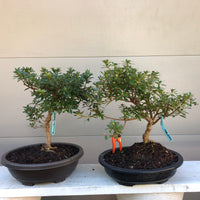 Azalea Satsuki 'Wakebisu' Bonsai Tree