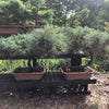 Grey Owl Juniper Bonsai