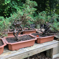 San Jose Juniper Bonsai Tree