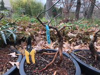 Japanese Apricot Bonsai Tree