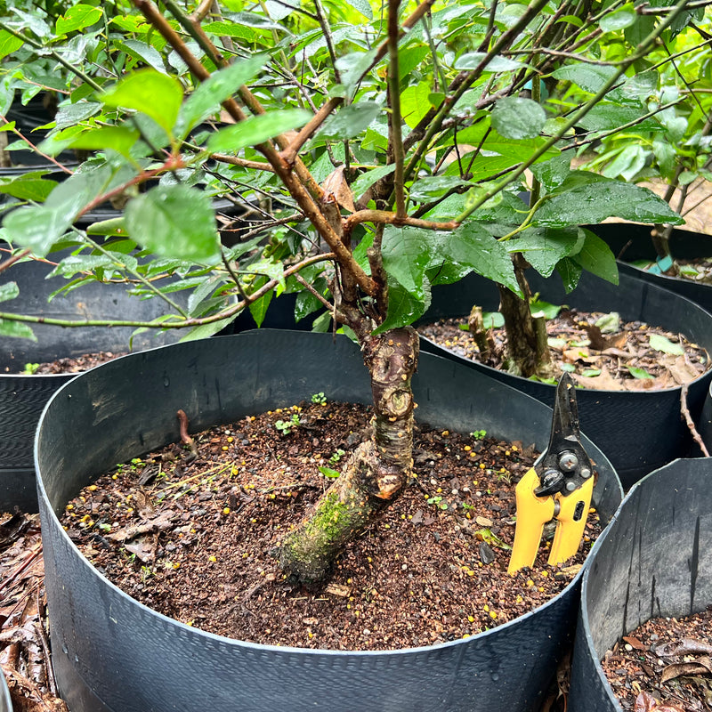 Ume Japanese Apricot-Japanese Plum Bonsai 18