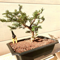 AngloJap Yew - Taxus x. media 'Everlow'