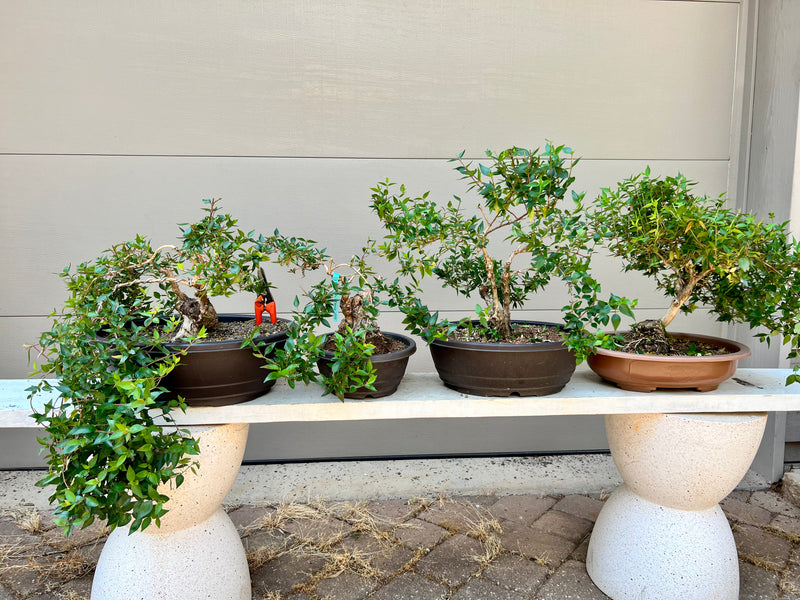 Glossy Abelia - 'Little Richard' Bonsai