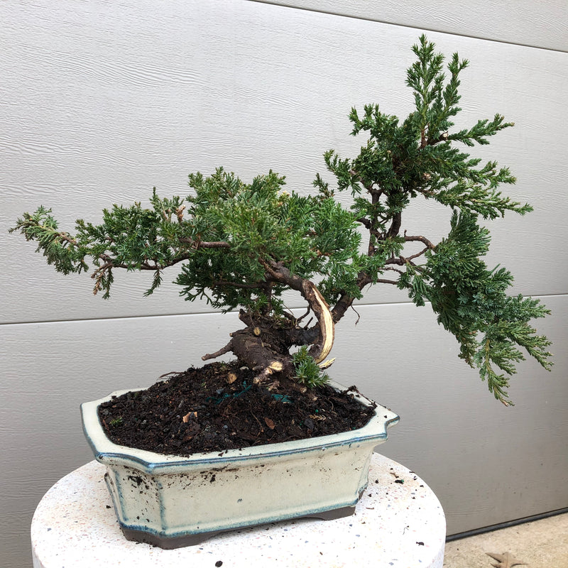 San Jose Juniper Bonsai Tree