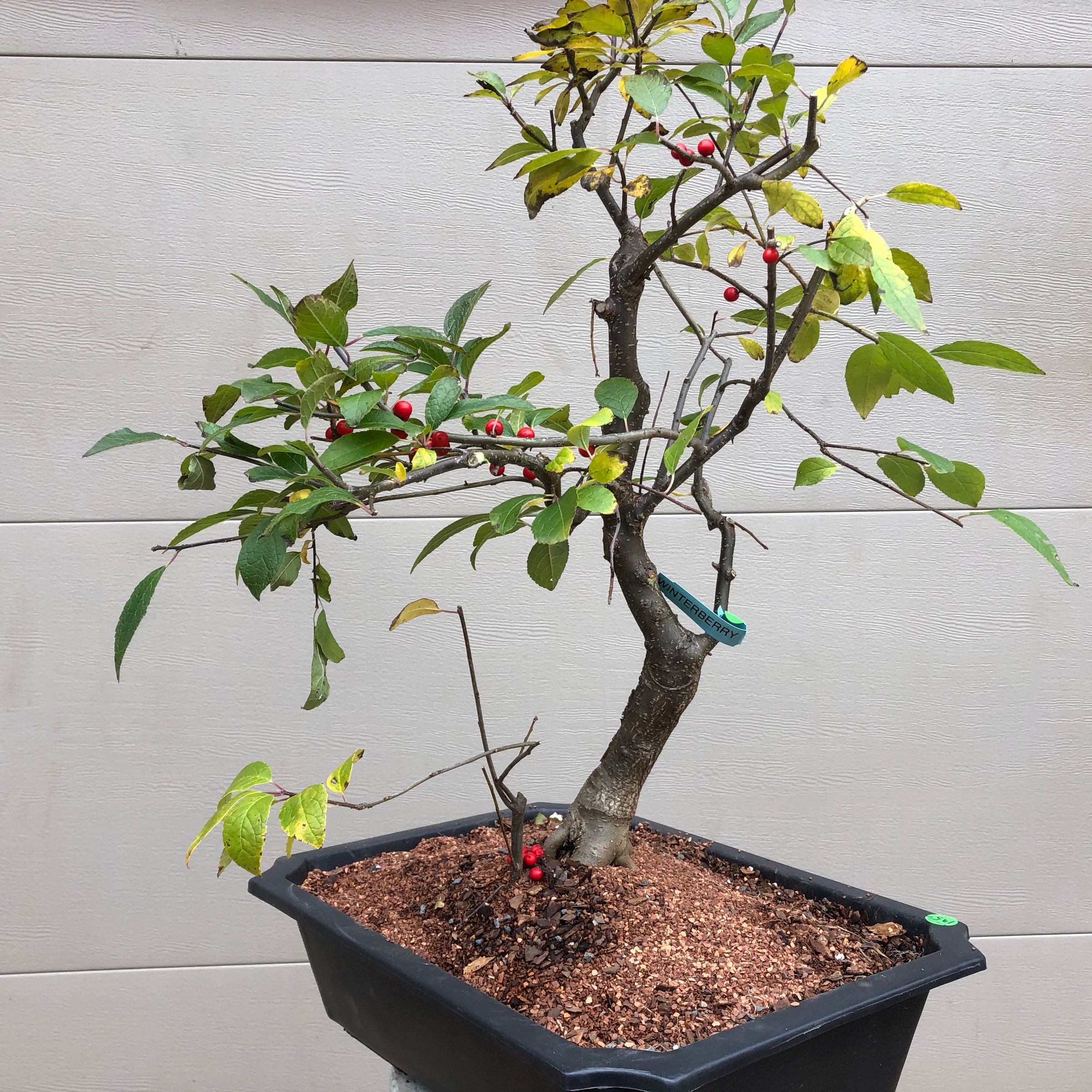 bonsai cherry fruit tree Winterberry Bonsai Tree – Bella Bonsai Nursery