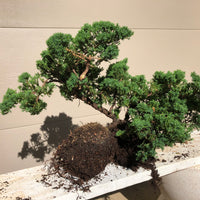 Garden Juniper - Procumbens Nana sample