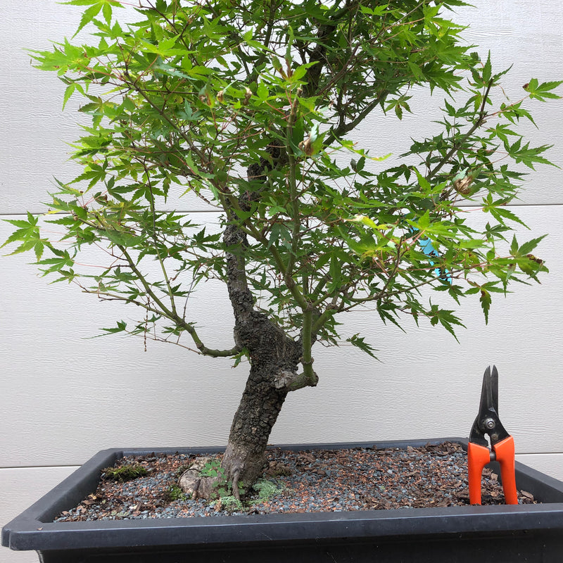 Arakawa Japanese Maple Bonsai Tree