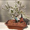 Ume Japanese Apricot-Japanese Plum Bonsai 18