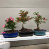 Satsuki Chinzan Azalea Bonsai